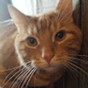 Meet your Posher, Tulip